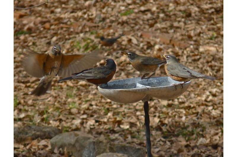 Feeding wildlife can influence migration, spread of disease