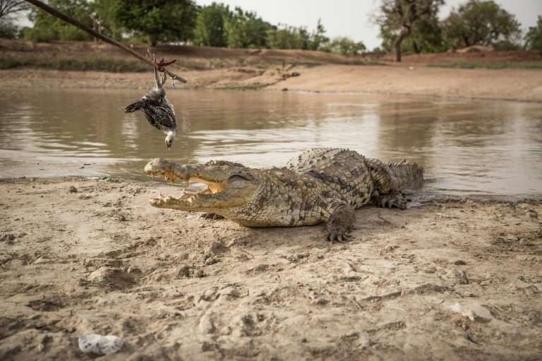 Feeling peckish: A Bazoule crocodile tucks into a dead chicken