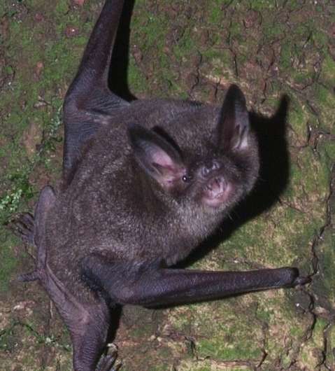 Female bats judge a singer by his song