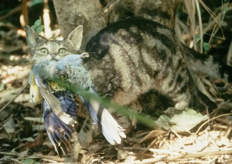 Feral cats are among the reasons why some bird species in Australia are in danger of becoming extinct