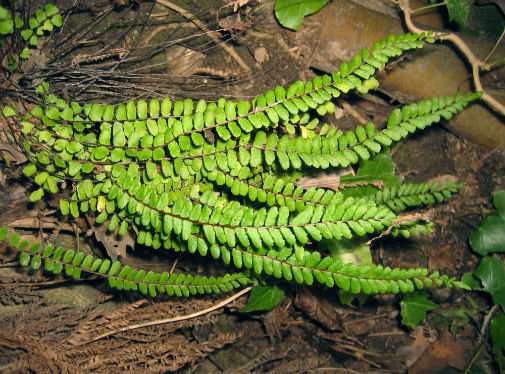 Fern plant infusion keeps the doctor away in Medieval Europe