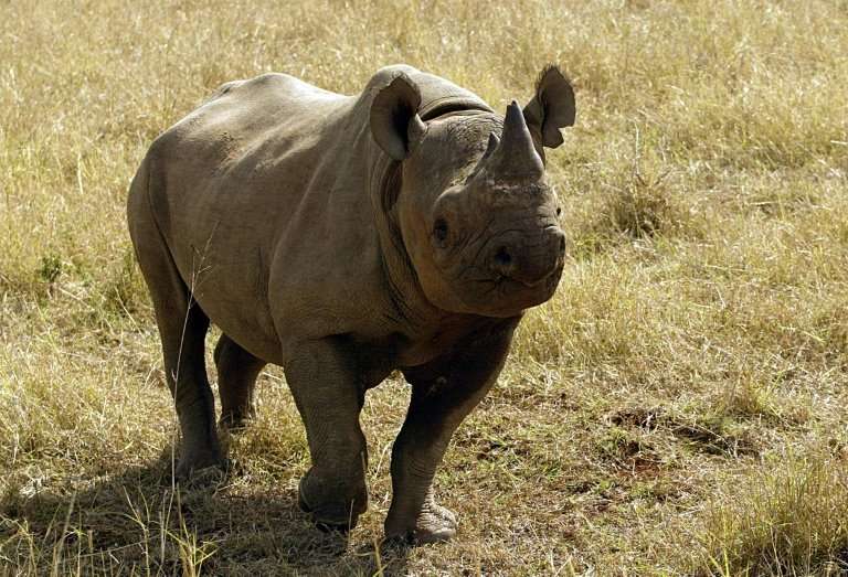 Fewer than 25,000 rhinos, of which just 5,000 are black rhinos, remain in the wild in Africa due to poaching