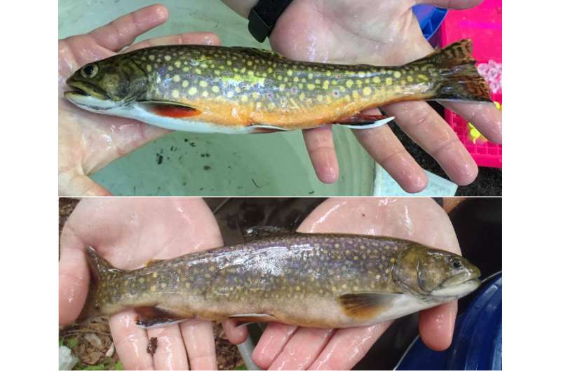 Few hatchery brook trout genes present in Pennsylvania watershed wild fish