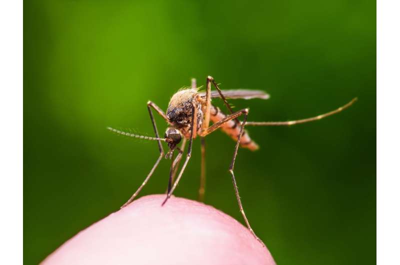 Fighting mosquito-spread viruses from the inside-out