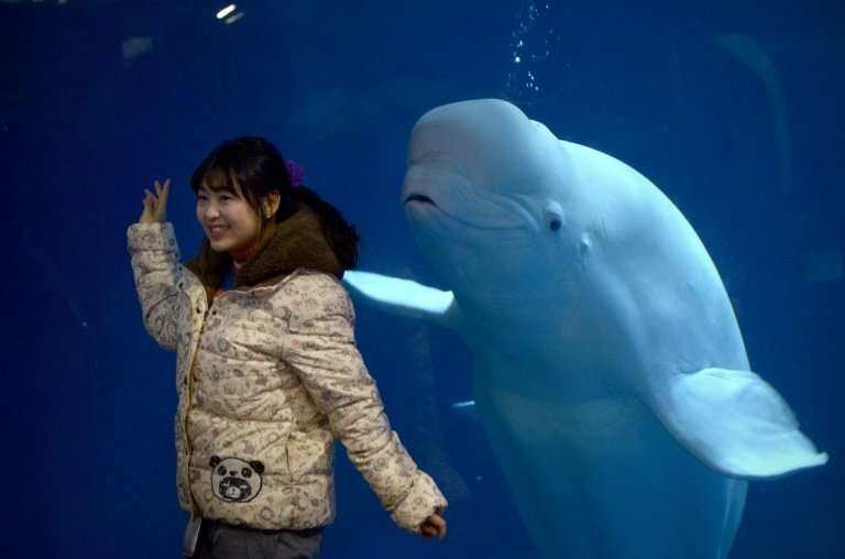 Filer of a captive beluga whale in a Beijing zoo 10/01/16. Two beluga whales performing in a Shanghai aquarium are to be flown t