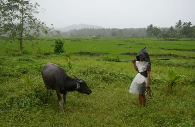 Filipino farmer Jay Balindang says he has to tend to his herd even Mount Mayon erupts