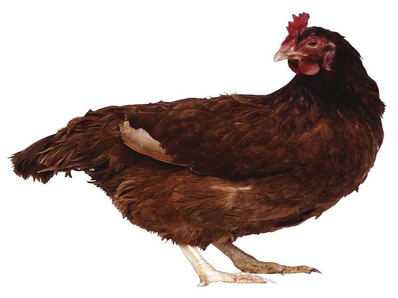 Final CDC update on &amp;lt;i&amp;gt;Salmonella&amp;lt;/i&amp;gt; linked to backyard poultry