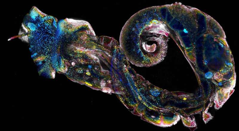 Finding a weak link in the frightful parasite Schistosoma
