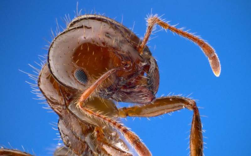 Fire ant colonies could inspire molecular machines, swarming robots
