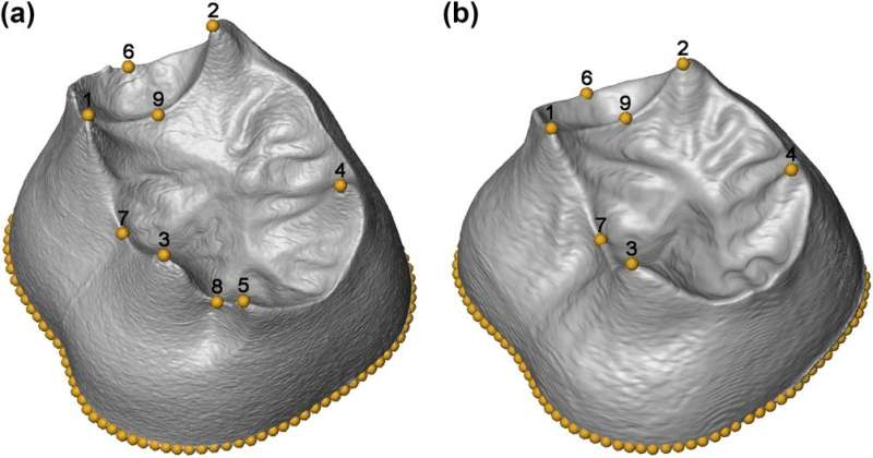 First 3-D morphometric study of the molars of sima de los huesos