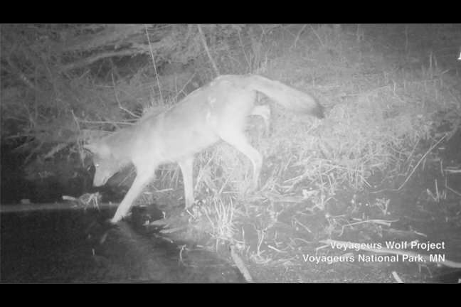 First-ever footage of wolves hunting freshwater fish captured near Voyageurs National Park