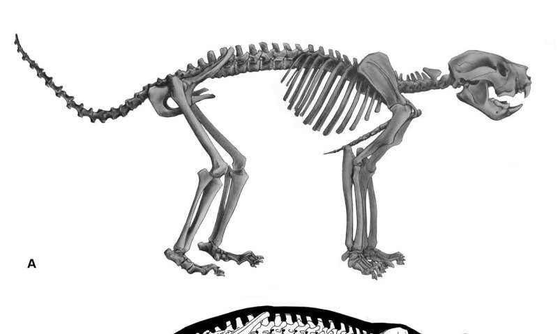 First-ever look at complete skeleton of Thylacoleo, Australia's extinct 'marsupial lion'
