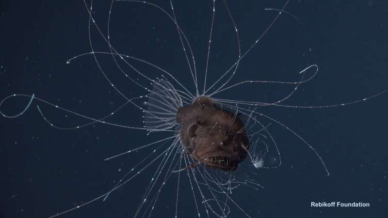 First-ever observations of a living anglerfish, a female with her tiny mate, coupled for life