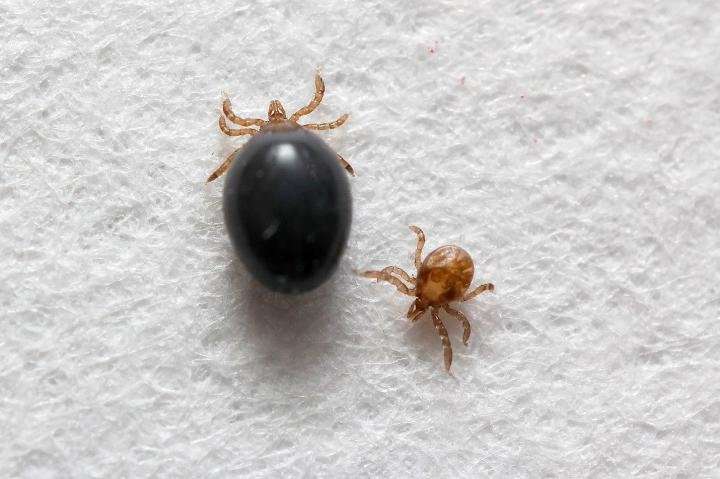First-ever transgenic ticks to help fight tick-borne diseases such as Lyme disease