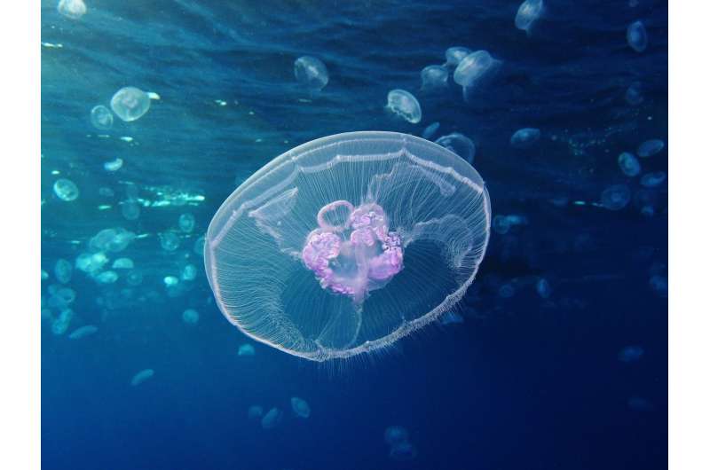 First jellyfish genome reveals ancient beginnings of complex body plan