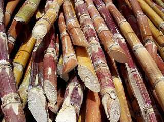 First monoploid reference sequence of sugarcane