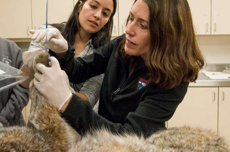 First sequencing of Canada lynx genome