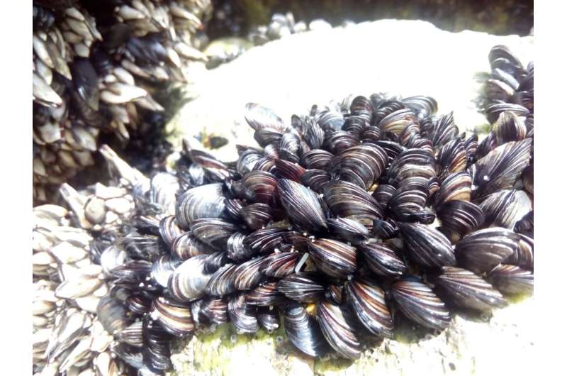 First-time observation of genetic/physiological damage caused by nanoplastics in mussels