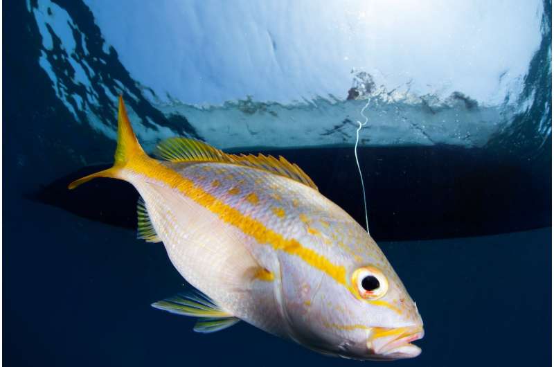 Fish body shape holds key to make fishery management cheaper, easier