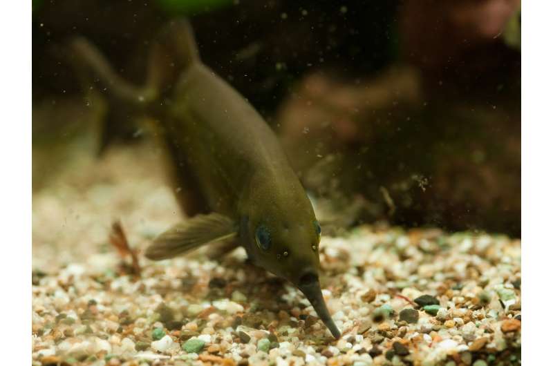 Fish recognize their prey by electric colors