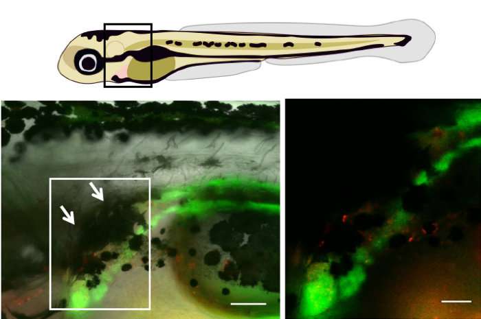 Fish 'umbrella' protects stem cells from sun