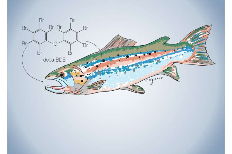 Fishy chemicals in farmed salmon