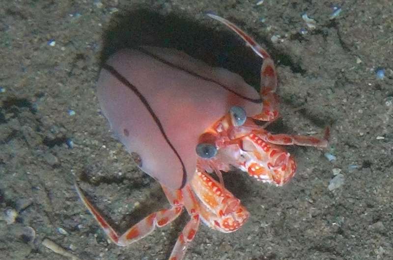 Five new blanket-hermit crab species described 130 years later from the Pacific