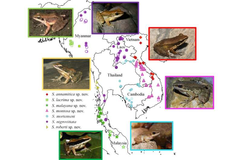 Five new species of frogs identified in museum collections