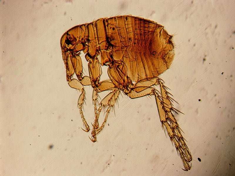 Flea-borne typhus outbreak in los angeles county