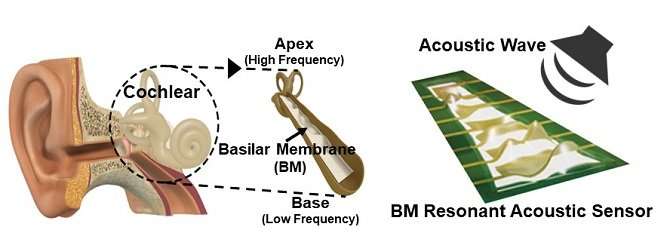 Flexible piezoelectric acoustic sensors for speaker recognition