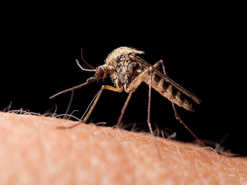 Florida teen first human case of another mosquito-borne virus