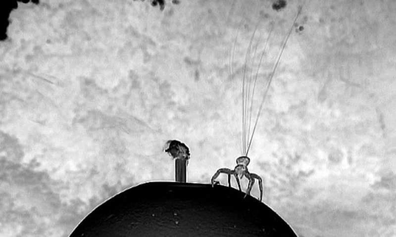 Flying spiders sense meteorological conditions, use nanoscale fibers to float on the wind