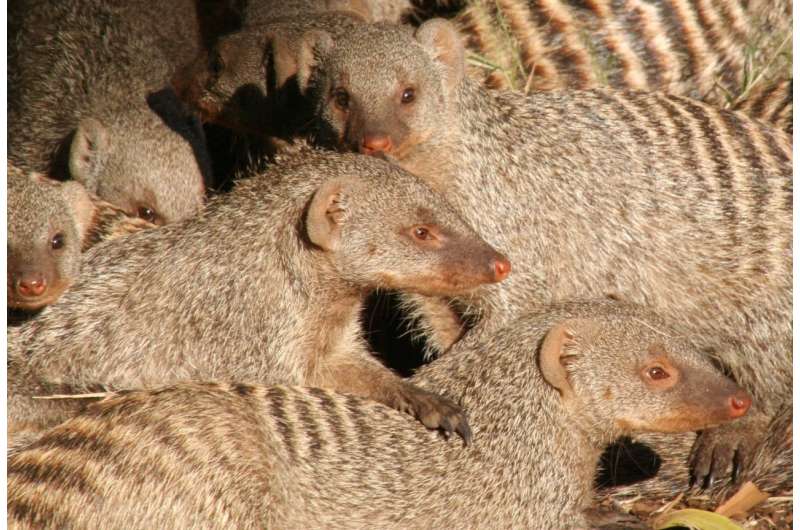 For a banded mongoose in northern Botswana, communicating with family can be deadly