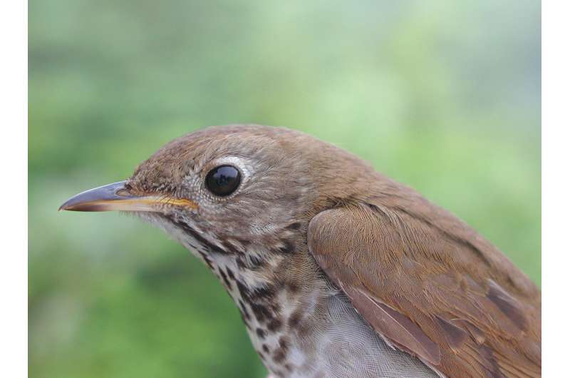 For disappearing Bicknell's thrushes, statistical models are lifesavers
