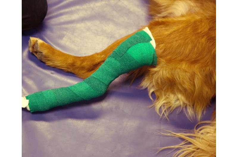 For fewer cast-related ailments in dogs, researchers find taller casts a better fit