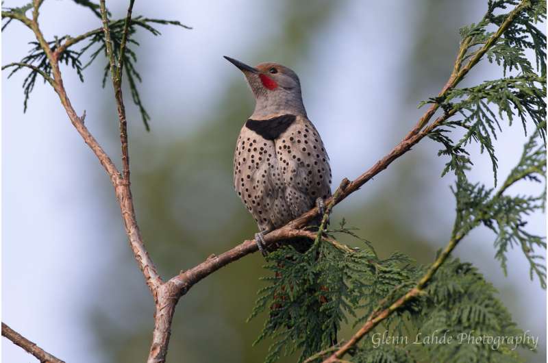 For flickers, looks can be deceiving