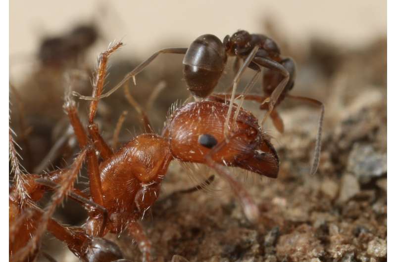 For global invasion, Argentine ants use chemical weapons