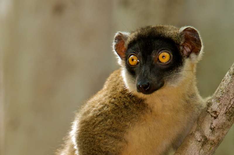 For lemurs, size of forest fragments may be more important than degree of isolation