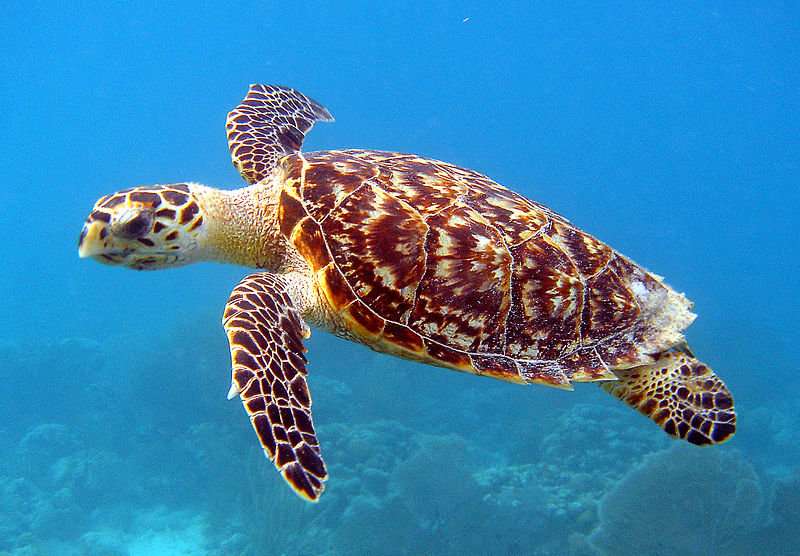 For these critically endangered marine turtles, climate change could be a knockout blow