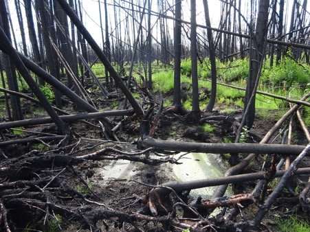 Fort McMurray researchers find simple key to risk of severe peat fires