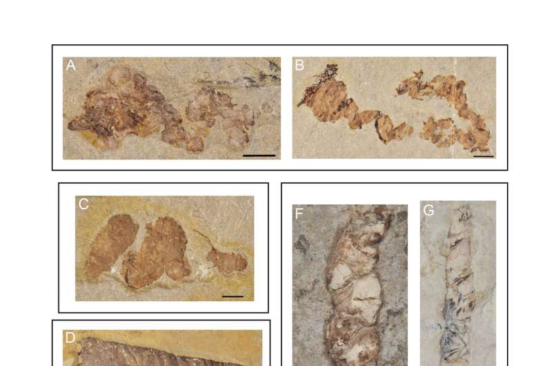 Fossilized feces reveal Early Cretaceous aquatic vertebrate diversity
