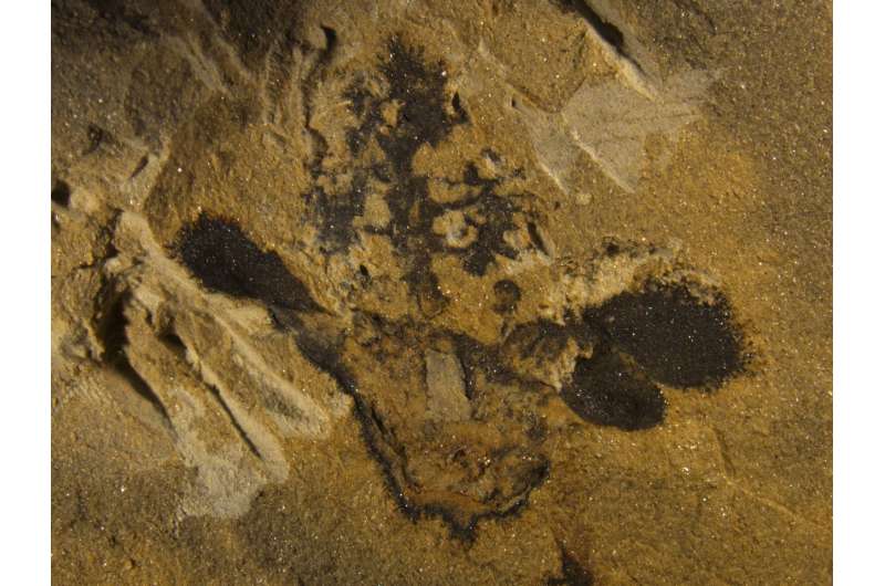Fossils suggest flowers originated 50 million years earlier than thought
