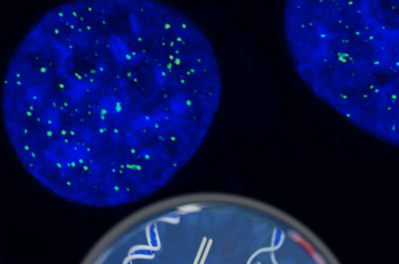 Found: A new form of DNA in our cells