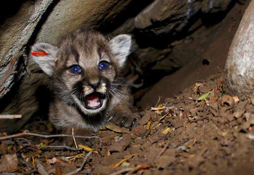 Four new mountain lions kittens found in California mountains