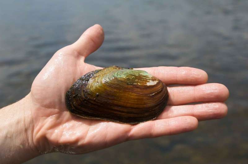 Fracking wastewater accumulation found in freshwater mussels' shells