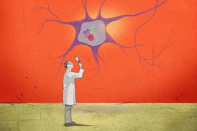 研究表明，脆性X染色体综合征的神经元可以恢复