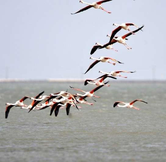 France Nature Environnement filed a complaint for damage to a protected species, saying the disruption of flamingos in the Camar