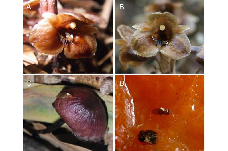 Freeloading orchid relies on mushrooms above and below ground