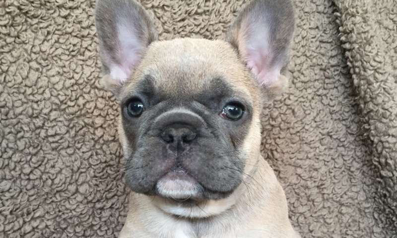 French bulldogs at risk of various health problems