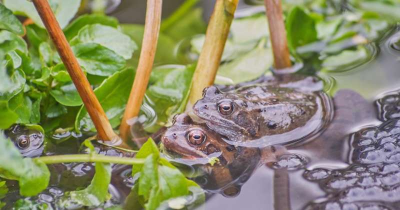 Frogs breed young to beat virus